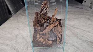 Moss Terrarium - DOOA Neo Glas Air