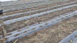 Пленкоукладчик на дуги