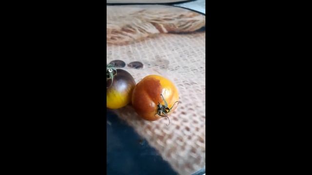 Pomidor Tomato Ananas Black uprawa growing tomatoes смотреть онлайн