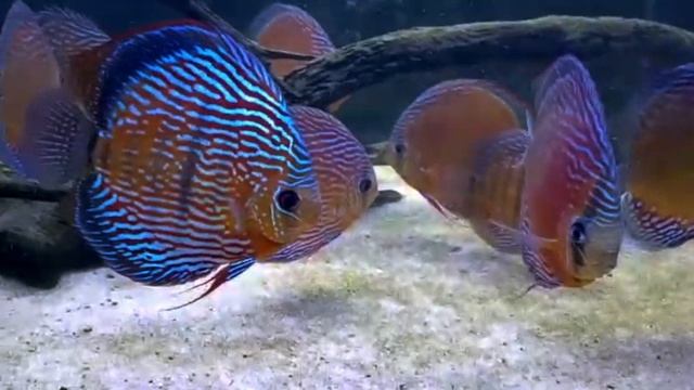 Uruguay Wild Discus