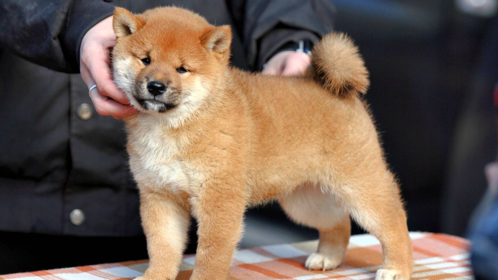Щенки Сиба-Ину 🐶 с документами РКФ
