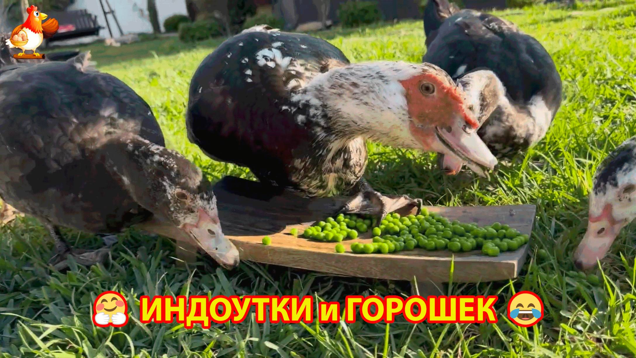 Индоутки любят свежий зеленый горошек 🫛🤗😂