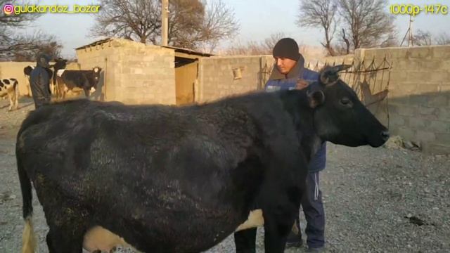 Молбозори Куркат.4.02.2022.