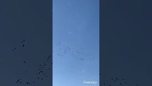 Волжские берега