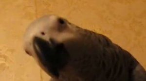 Чурка африканская говорящий Жако Жаклин