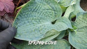 ЛЮБИМЫЙ!!! Фаворит моей коллекции сорт Spring Love #hosta #хоста #сорта #коллекция