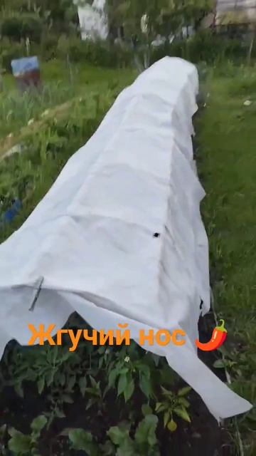 Очень урожайный острый перец жгучий нос 🌶️, на улице! #огород #рассада #дачные #сад #перецчили