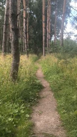 По тропинке среди сосен