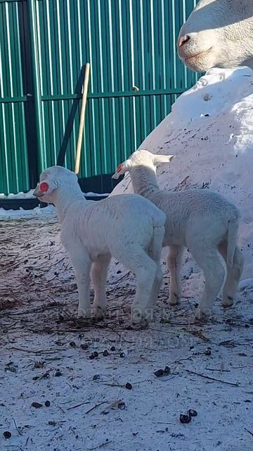Первая прогулка ягнят Белого Дорпера / Домашняя Ферма Белых Дорперов / Удмуртия /Россия/white dorpe смотреть онлайн