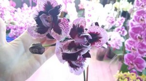 Орхидея Phalаenopsis Fuller's F89296 (Phal. Ever Spring King × OX Black). #Цветение 2024