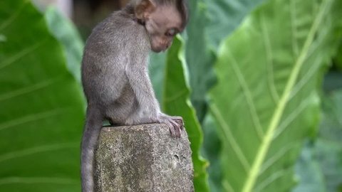 Monyet kecil memanggil-manggil ibunya #tuabangmonkey