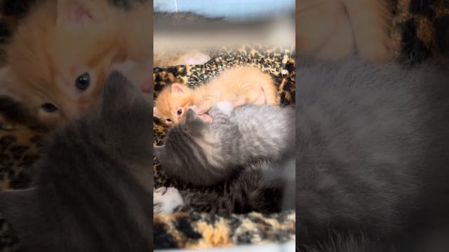 Котята 18 марта смотреть онлайн