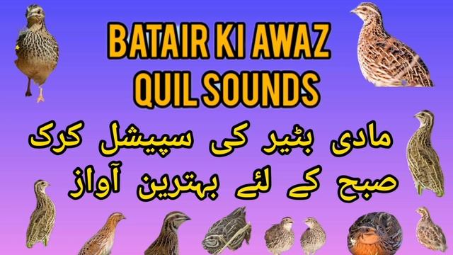 Madi Quail Kirk مادی بٹیر کی کرک صبح کے لئے بہترین آواز