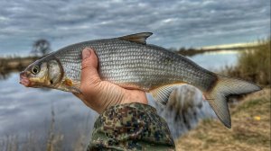 Ловля сырти на фидер и донку на реке Луга.  Удачная рыбалка 2023