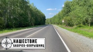 Нашествие бабочек-боярышниц