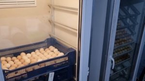 Вывод цыплят 2025 год