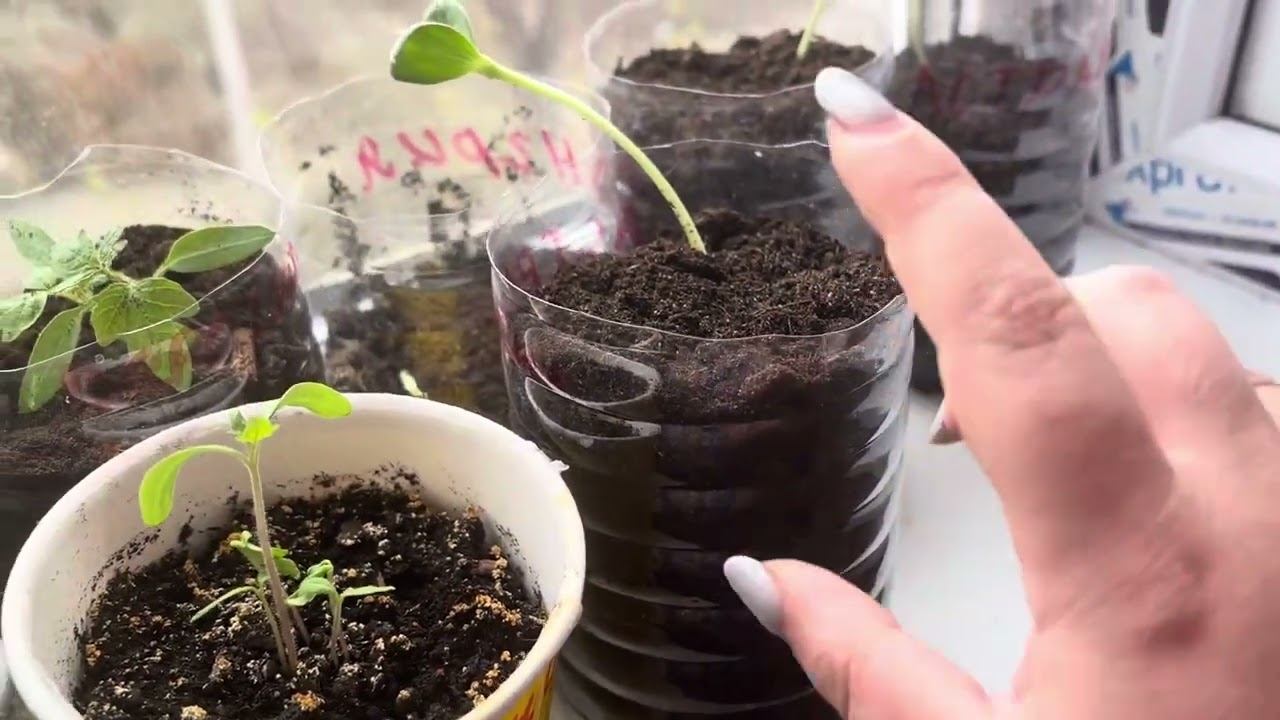 Рассада/апрель2025/#3 #дача #огороднаподоконнике #сад #огород #garden