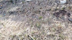 Жизнь женщины в Сибири! Заполняю парник навозом и листвой!