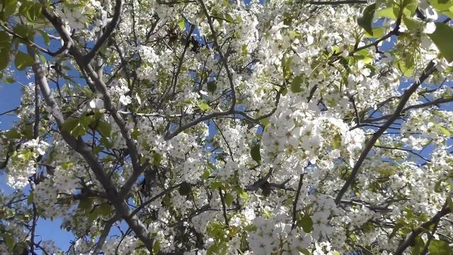 Flowering Pear Tree смотреть онлайн