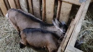 Что делать с козлятами? Кто как решает эту проблему.