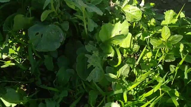 Редиска «Красный великан» и «Ледяная сосулька» сравнение смотреть онлайн