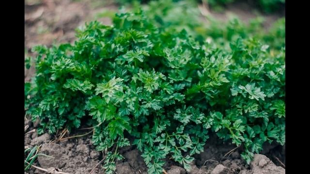Економія часу навесні: 6 культур, які реально і ефективно посіяти під зиму