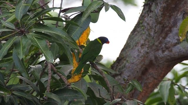 Coconut Lorikeet: A Olympus 75-300mm Lens Perspective | Bird Photography in Singapore