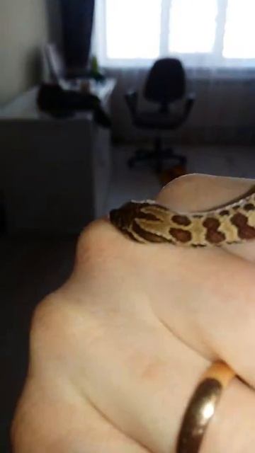 Свиноносая змея смотреть онлайн