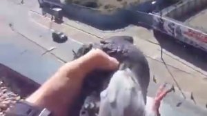 Голубь засрал балкон