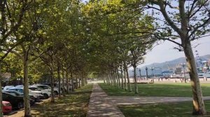 Аллея с цикадами в Новороссийске