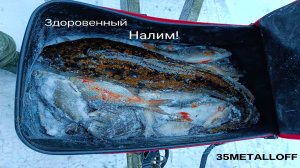 Поймал большого налима! 3 дня рыбалки с зимней палаткой!  #35metalloff #вологда #рыбалка #fishing