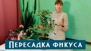 Пересадка Фикуса Бенджамина после покупки