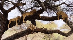 Национальный парк Тарангире Танзания 🇹🇿 Tarangire National Park your guide @adamlayphotography