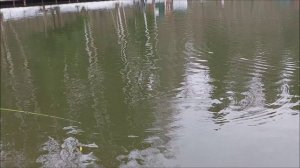 Форель хорошо отзывается на блёсны. Клёвое место, Лосиный остров, спорт-зона.