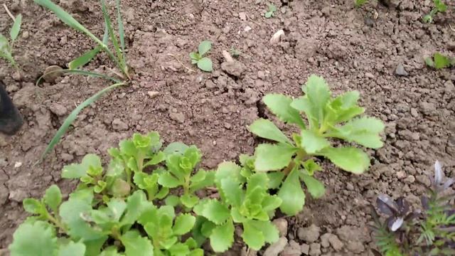 Обзор моих цветов на 11 июня смотреть онлайн