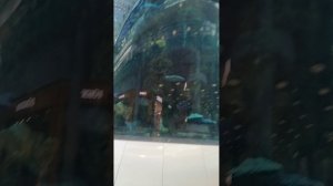 Прогулка у аквариума часть 3