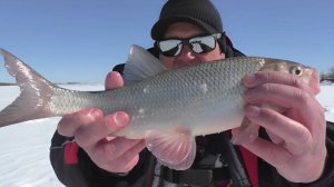 Ловля язя на КОМБАЙНЫ и мормышку в апреле.