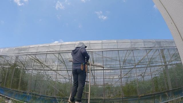 ビニール剥いで→雨にうたせて回復させる