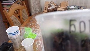 Обзор весны и растишек 13.04.2025г. 1 часть