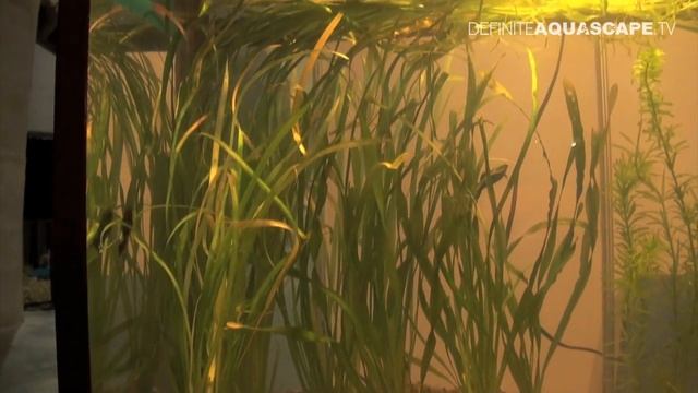 Aquascaping - Aquarium ideas from ZooBotanica 2013, pt.6