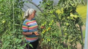 Помидоры выросли. Обзор-сравнение сортов на улице и в теплице
