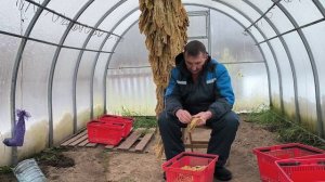 Жилкуем ТАБАК, утилизируем жилку. ПЕРВЫЕ ПОСЕВЫ. Отправляем посылки. Наша жизнь в деревне