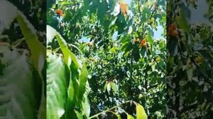 Моя черешня. Краса Кубани.