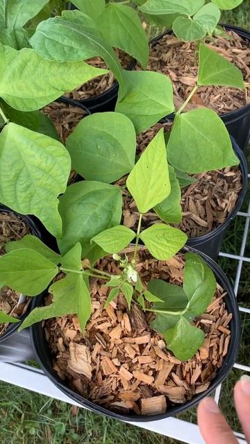 Green beans ￼Light requirements #gardening