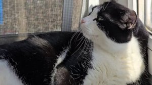 Кот на балконе греется на солнышке.