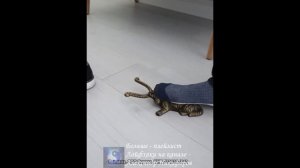 Обзор. Съемник для обуви