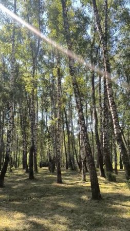 Березовая роща в солнечный день