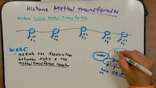 Day 10 Podcast Histone Modifying enzymes