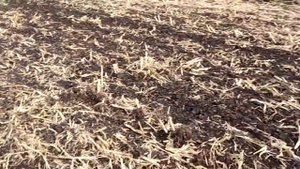 Пахота вопреки ноутилу без варианта.