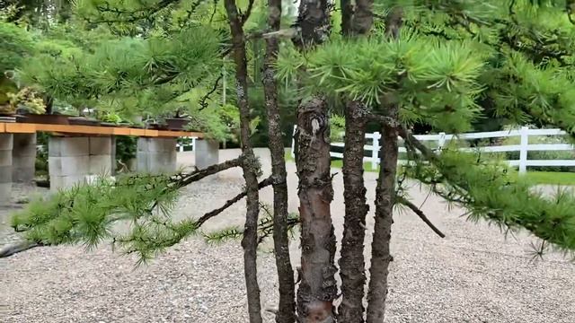 Rare Purchase of an Exceptional Old Larch Bonsai смотреть онлайн